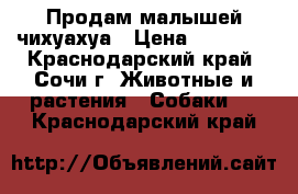 Продам малышей чихуахуа › Цена ­ 10 000 - Краснодарский край, Сочи г. Животные и растения » Собаки   . Краснодарский край